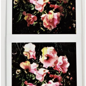 Maurizio Galimberti photo - BiFlowers - 10786