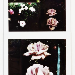 Maurizio Galimberti - photo- BiFlowers - 10847