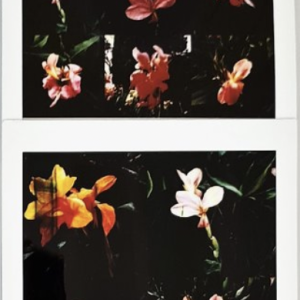 Maurizio Galimberti - photo - BiFlowers - 10927