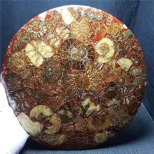 Spécimen de disque d'ammonite fossile